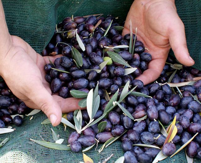 Metodi di raccolta delle olive