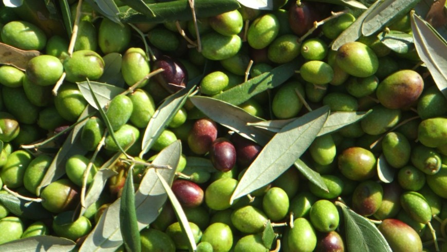 Olio extravergine di oliva: La Coratina