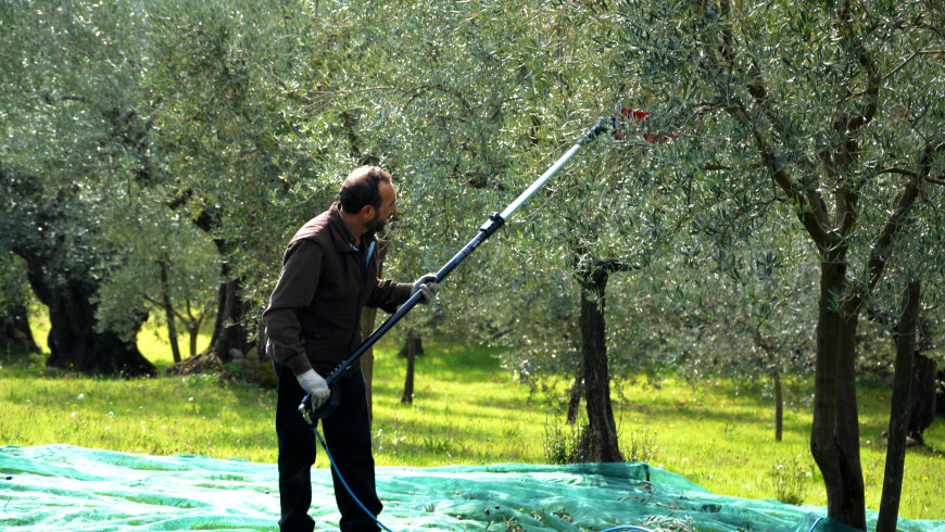 La produzione dell’olio di oliva: aziende a conduzione famigliare, alta qualità garantita